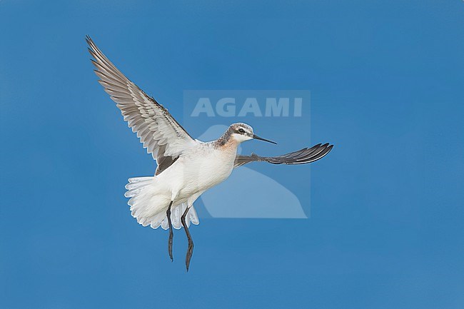 Adult male in transition to breeding
Galveston Co., TX
May 2023 stock-image by Agami/Brian E Small,