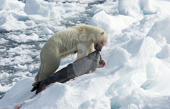 Polar Bear with prey; IJsbeer met prooi stock-image by Agami/Roy de Haas,