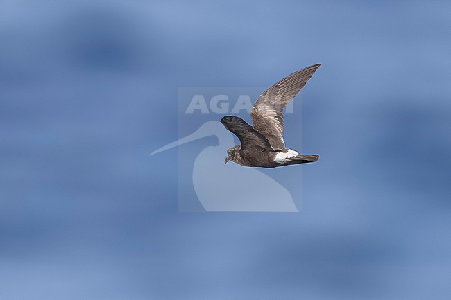 Adult in breeding moult Madeiran Stormpetrel (Hydrobates castro) flying over Bank de la Conception, off Lanzarote, Canary Islands, Spain. stock-image by Agami/Vincent Legrand,