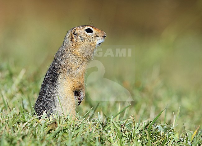Long-tailed ground squirrel (Spermophilus undulatus) near the Tula river in Mongolia. stock-image by Agami/Aurélien Audevard,
