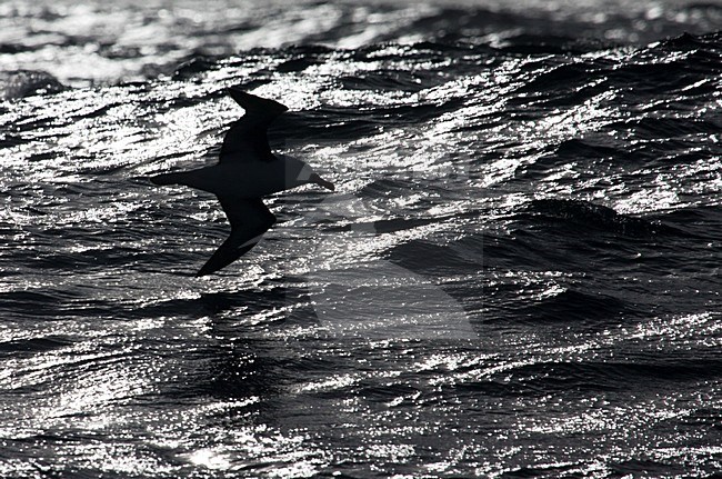 Volwassen Wenkbrauwalbatros vliegend boven de oceaan met tegenlicht; Adult Black-browed Albatross flying above open ocean with backlight stock-image by Agami/Marc Guyt,