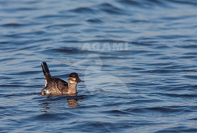 Femle Ruddy Duck (Oxyura jamaicensis jamaicensis) swimming at Starrevaart, Netherlands. Escaped waterfowl. stock-image by Agami/Marc Guyt,