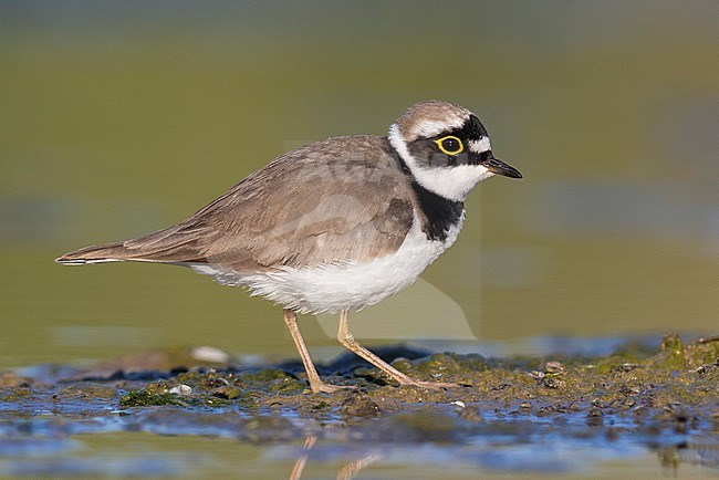 Little Ringed Plover (Charadrius dubius), side view of an adult standing on the mud, Campania, Italy stock-image by Agami/Saverio Gatto,
