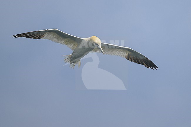 Northern gannet (Morus bassanus), adult, flying, with the sky as background. stock-image by Agami/Sylvain Reyt,