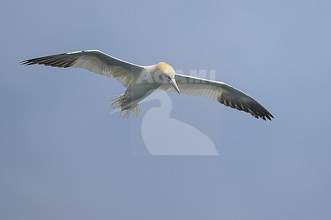 Northern gannet (Morus bassanus), adult, flying, with the sky as background. stock-image by Agami/Sylvain Reyt,