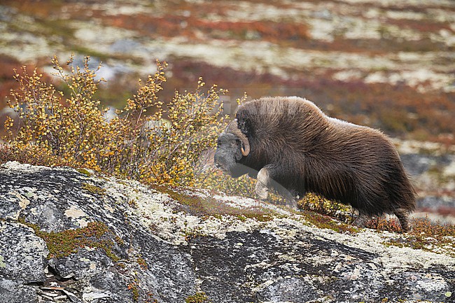 Muskox (Ovibos moschatus) in the Dovrefjell in Norway. An Arctic hoofed mammal of the family Bovidae introduced in parts of Scandinavia. stock-image by Agami/Alain Ghignone,