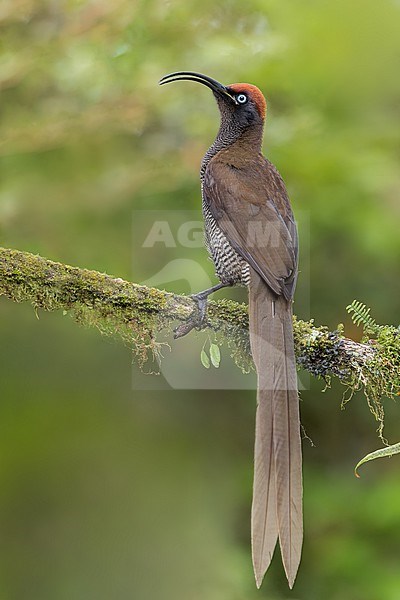 Brown Sicklebill (Epimachus meyeri) Perched on a branch in Papua New Guinea stock-image by Agami/Dubi Shapiro,