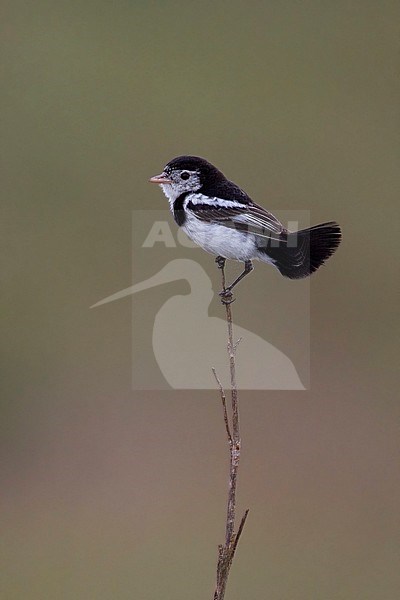 Hanenstaarttiran, Cock-tailed tyrant, Alectrurus tricolor stock-image by Agami/Dubi Shapiro,