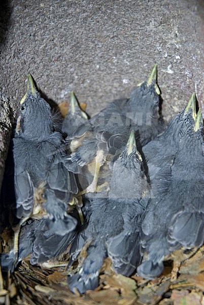 Boomklever kuikens in nestkast Nederland, Eurasian Nuthatch chicks in nestbox Netherlands stock-image by Agami/Wil Leurs,