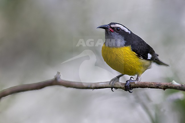 Bananaquit (Coereba flaveola) Perched on a branch in Puerto Rico stock-image by Agami/Dubi Shapiro,