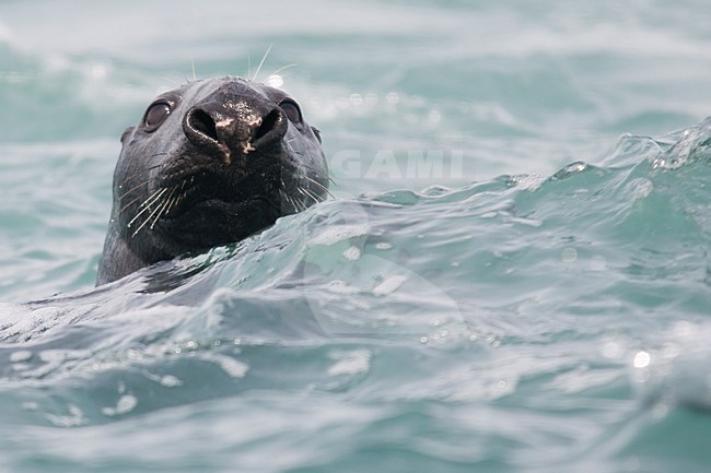 Zwemmende Grijze Zeehond; Swimming Grey Seal stock-image by Agami/Han Bouwmeester,