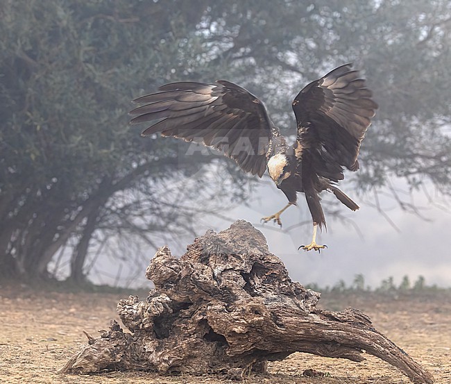 Western Marsh Harrier (Circus aeruginosus) female landing on a trunck stock-image by Agami/Roy de Haas,