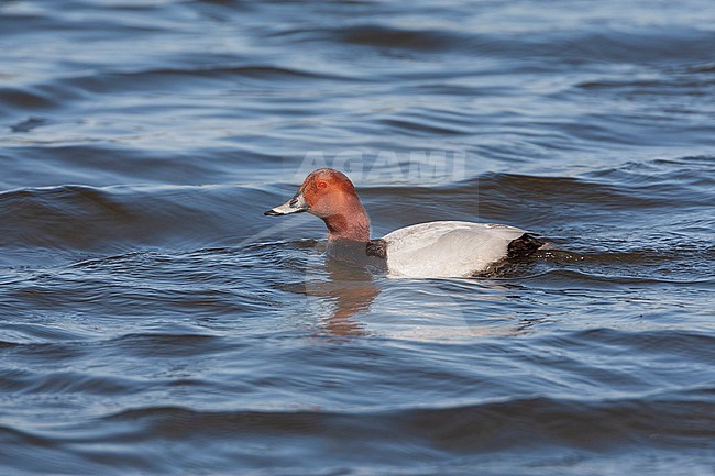 Adult Common Pochard (Aythya ferina) during spring swimming in the freshwater lake Starrevaart near Leidschendam in the Netherland. stock-image by Agami/Marc Guyt,