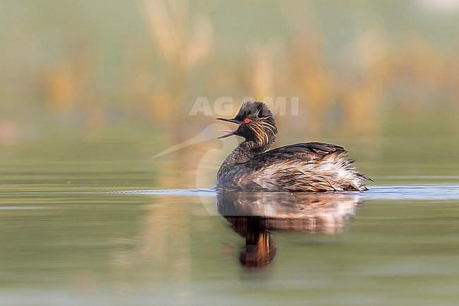 Black-necked Grebe opens its beak and shows its tongue stock-image by Agami/Onno Wildschut,