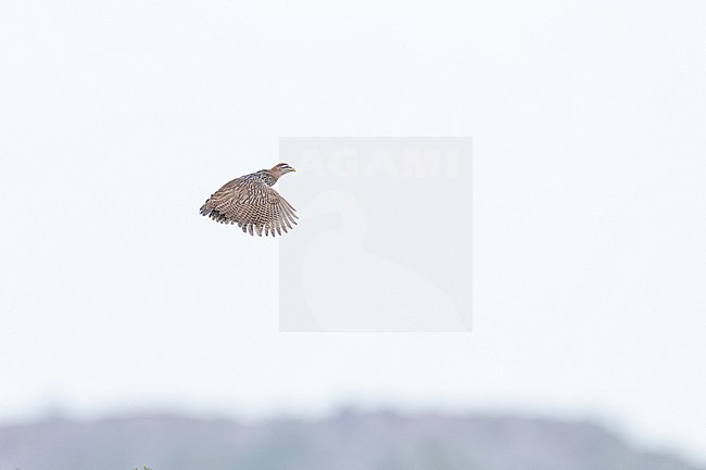 Barbarijse Frankolijn, Double-spurred Francolin, Pternistis bicalcaratus ayesha stock-image by Agami/Menno van Duijn,