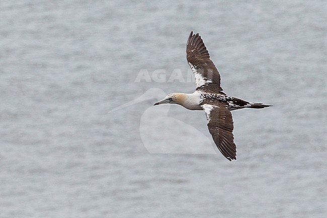 Third calender year Northern Gannet (Morus bassanus) flying over the North sea off Helgoland in Germany. Seen from above. stock-image by Agami/David Monticelli,