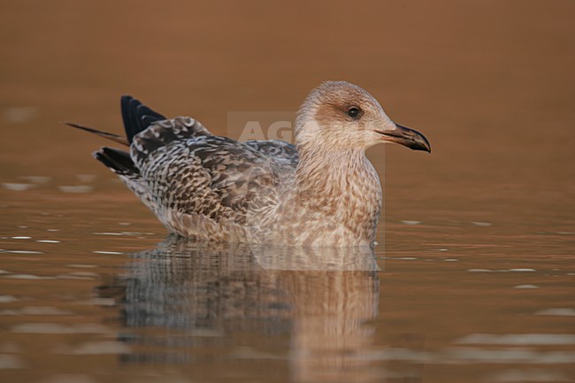 Zilvermeeuw onvolwassen zwemmend; Herring Gull juvenile zwemmend stock-image by Agami/Menno van Duijn,
