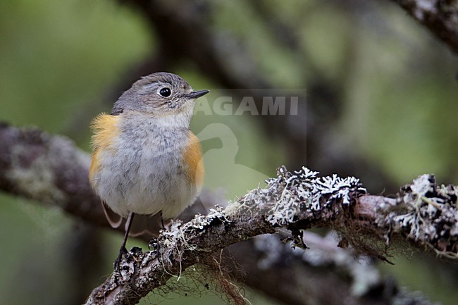 Jong mannetje Blauwstaart; Young male Red-flanked Bluetail stock-image by Agami/Markus Varesvuo,
