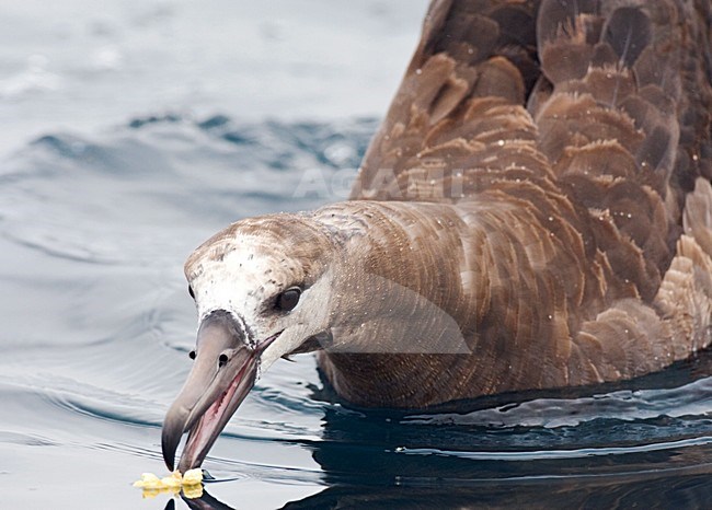 Zwartvoetalbatros, Black-footed Albatross, Diomedea nigripes stock-image by Agami/Marc Guyt,