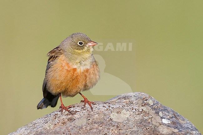 Ortolan Bunting - Ortolan - Emberiza hortulana, Kazakhstan, adult male stock-image by Agami/Ralph Martin,