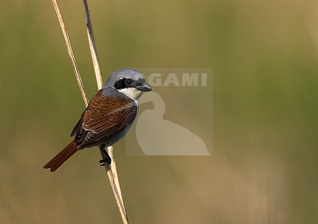 Adult male Tiger Shrike (Lanius tigrinus) during spring migration in China. stock-image by Agami/Bas van den Boogaard,