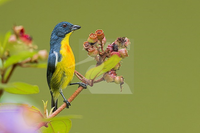 Yellow-rumped Flowerpecker (Prionochilus xanthopygius) feeding on fruits  in Borneo stock-image by Agami/Dubi Shapiro,