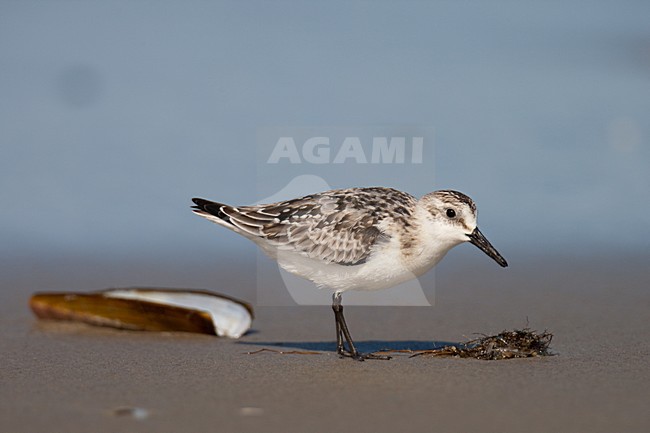 Drieteenstrandloper foeragerend op Amerikaanse zwaardschede; Sanderling feeding on American Jack knife clam stock-image by Agami/Arnold Meijer,