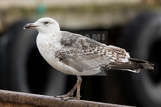Great Black-backed Gull (Larus marinus), immature standing on the ground stock-image by Agami/Saverio Gatto,