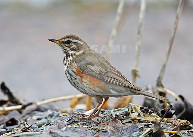 Koperwiek foeragerend op de grond; Redwing foraging on the ground stock-image by Agami/Markus Varesvuo,