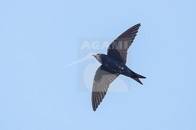 Cuban martin (Progne cryptoleuca) in flight stock-image by Agami/David Monticelli,