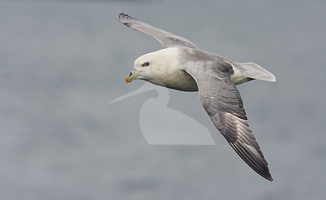 Noordse Stormvogel, Northern Fulmar, Fulmarus glacialis stock-image by Agami/Markus Varesvuo,
