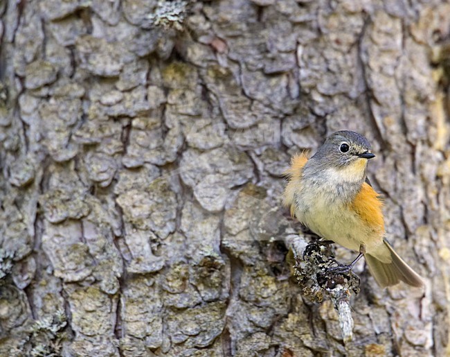 Blauwstaart in Finse Taiga; Red-flanked Bluetail in Finnisch Taiga stock-image by Agami/Markus Varesvuo,