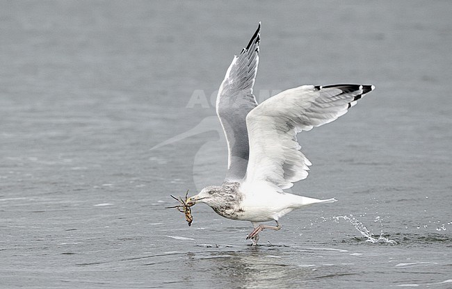 American Herring Gull, Larus smithsonianus, adult with Crab at Stone Harbor, New Jersey, USA stock-image by Agami/Helge Sorensen,
