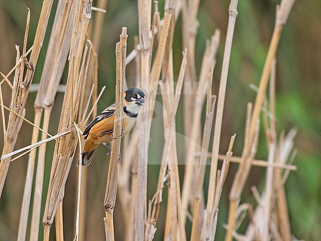 Rusty-collared Seedeater (Sporophila collaris) in Paraguay. stock-image by Agami/Pete Morris,