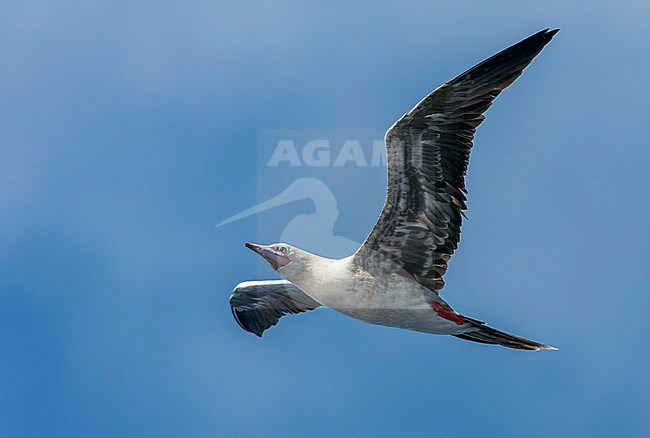 Red-footed booby, Sula sula sula, in the southern atlantic ocean. stock-image by Agami/Marc Guyt,