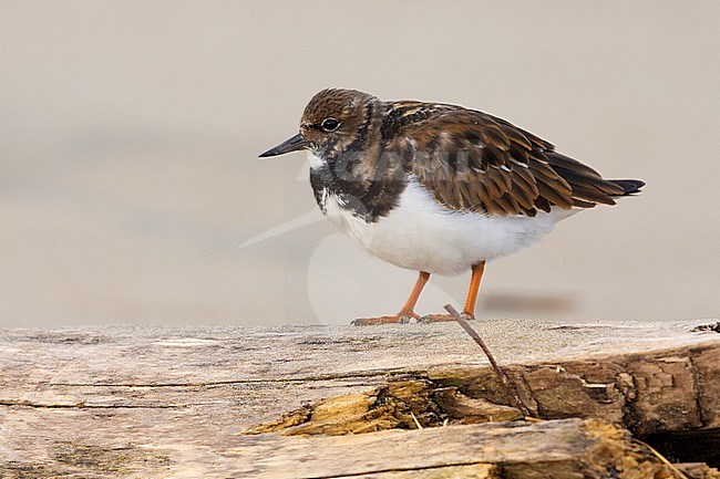 Ruddy Turnstone (Arenaria interpres), side view of an adult in winter plumage standing on an old trunk, Campania, Italy stock-image by Agami/Saverio Gatto,