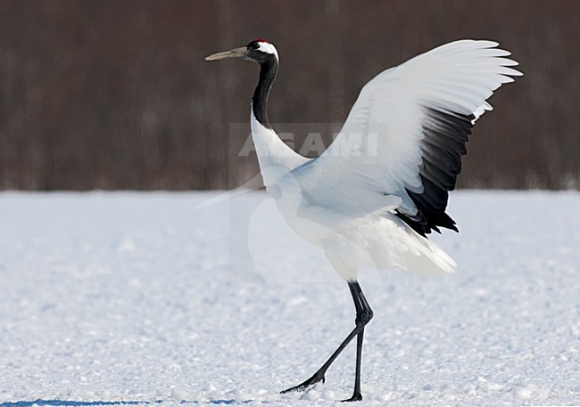 Chinese Kraanvogel baltsend, Red-crowned Crane displaying stock-image by Agami/Roy de Haas,