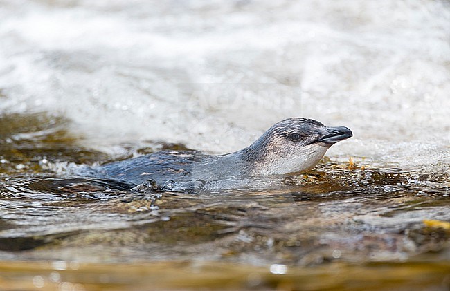 Little Blue Penguin (Eudyptula minor chathamensis) swimming at the shoreline on the Chatham Islands, New Zealand. stock-image by Agami/Marc Guyt,