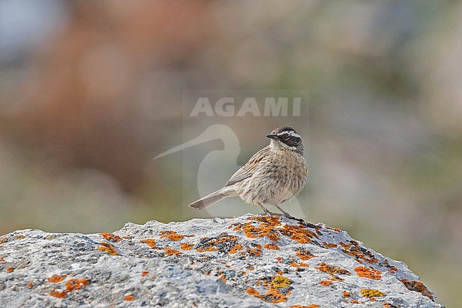Radde's accentor (Prunella ocularis) in Turkey. stock-image by Agami/Pete Morris,