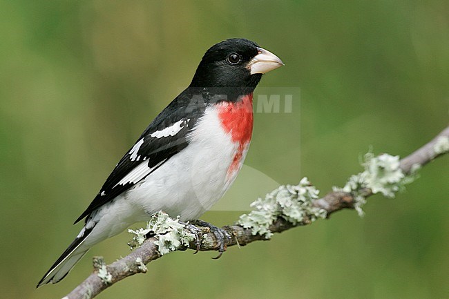 Volwassen mannetje Roodborstkardinaal, Adult male Rose-breasted Grosbeak stock-image by Agami/Brian E Small,