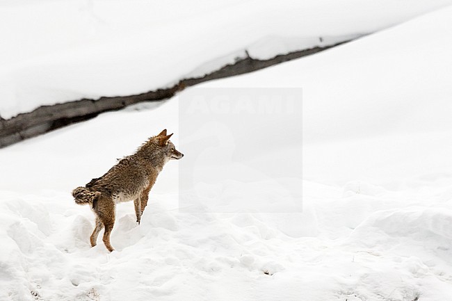 Coyote (Canis latrans) standing in snow-covered Yellowstone National Park stock-image by Agami/Caroline Piek,