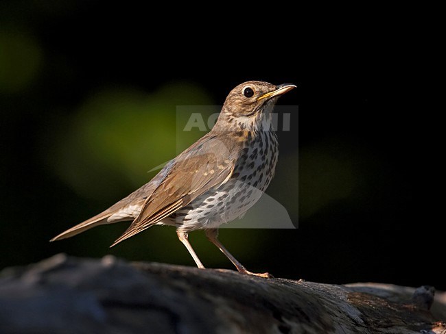 Zanglijster in zit; Song Thrush perched stock-image by Agami/Markus Varesvuo,