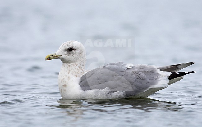 Zwemmende volwassen Thayers Meeuw in winterkleed; Swimming adult Thayer's Gull (Larus thayeri) in winter plumage stock-image by Agami/Mike Danzenbaker,
