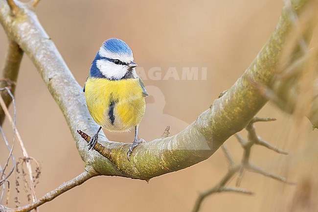 A  Eurasian blue tit (Cyanistes caeruleus)  is seen sitting on a branch against a clear brown background. stock-image by Agami/Jacob Garvelink,