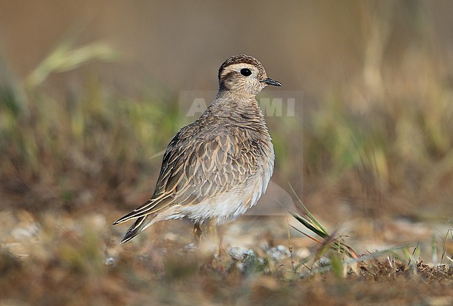 Second calendar year Eurasian Dotterel (Charadrius morinellus) during spring migration at Hyeres in France. stock-image by Agami/Aurélien Audevard,