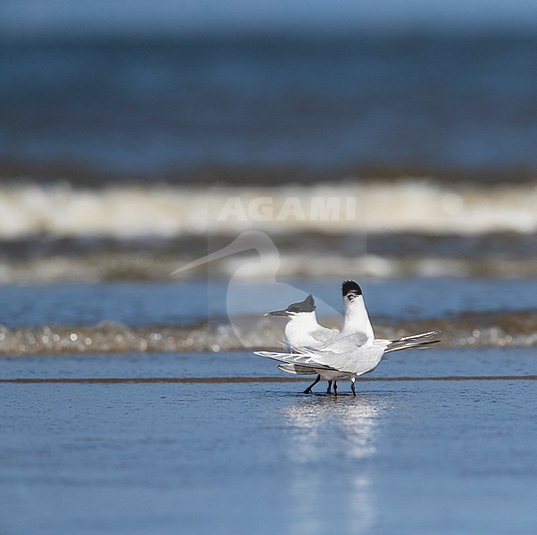 Sandwich Tern (Thalasseus sandvicensis) on the North Sea beach of Katwijk, Netherlands. Pair standing on the beach. stock-image by Agami/Marc Guyt,
