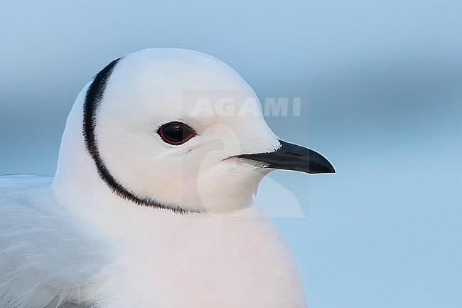 Adult Ross's Gull (Rhodostethia rosea) in breeding plumage on the arctic tundra near Barrow in northern Alaska, United States. stock-image by Agami/Dubi Shapiro,