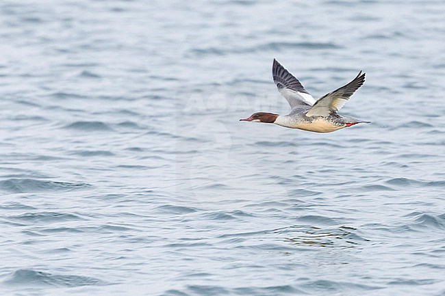 Goosander (Mergus merganser ssp. merganser) Germany, adult, female in flight stock-image by Agami/Ralph Martin,