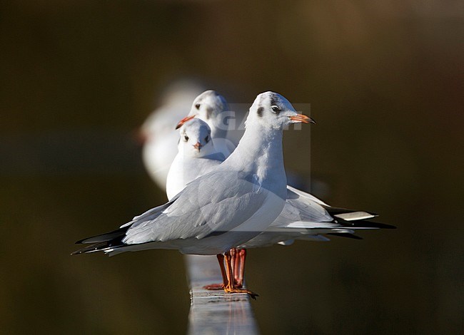Kokmeeuw groep zittend op brug; Common Black-headed Gull perched on bridge stock-image by Agami/Harvey van Diek,