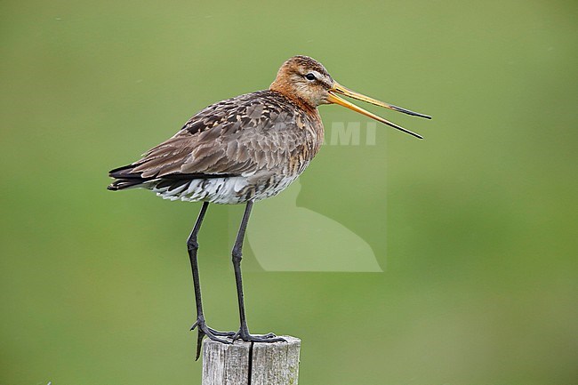 Grutto; Limosa limosa; stock-image by Agami/Chris van Rijswijk,